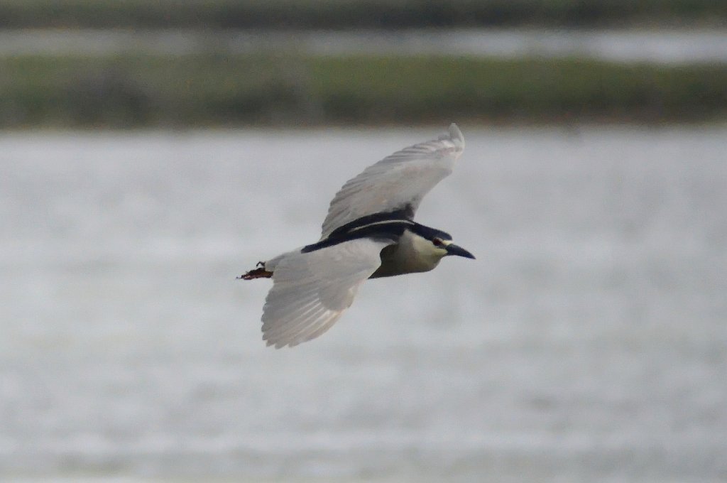 Heron, Black-crowned Night, 2012-05152141 Edwin B Forsythe NWR, NJ.JPG - Black-crowned Night Heron. Edwin B. Forsythe National Wildllife Refuge, NJ, 5-15-2012